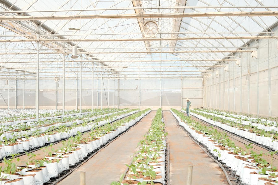 Nông trường WinEco luôn được cải tiến trong suốt hành trình xây dựng và phát triển để mang đến khách hàng những sản phẩm chất lượng, xanh, sạch và an toàn nhất - Ảnh H.Q