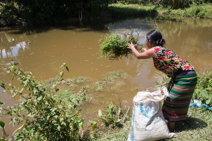 Hình ảnh một hộ dân đang thả thức ăn cho cá