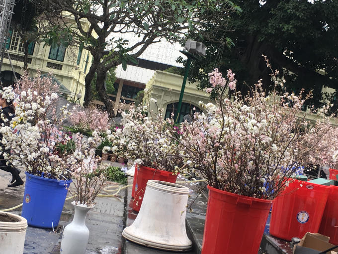 Rực rỡ sắc hoa anh đào tại Hà Nội