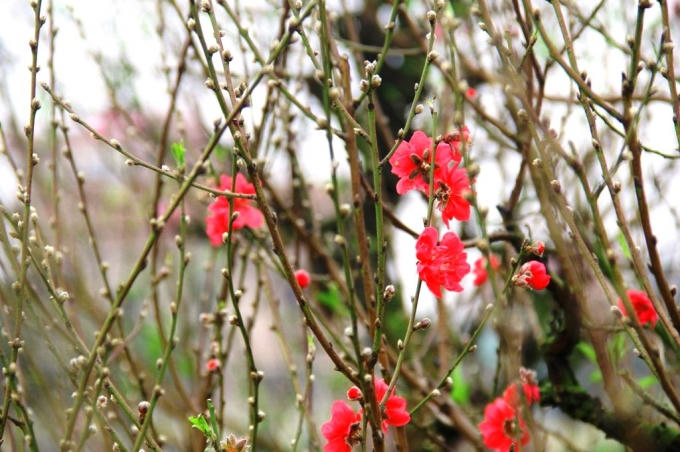 Đào Nhật Tân đã khoe sắc ở TP Vinh (ảnh CTV).