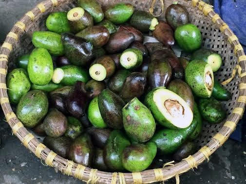 Sau khi gọt bỏ phần thối, những quả bơ này sẽ được bán cho các hàng cà phê làm sinh tố. Ảnh: Vietnamnet