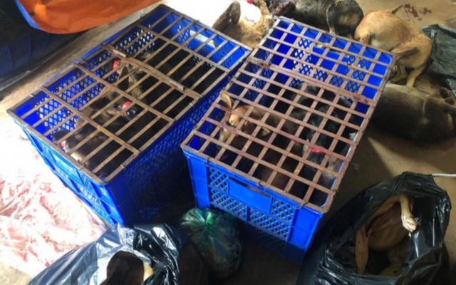 Đắk Nông: Khởi tố, tạm giam 7 đối tượng trộm chó chuyên nghiệp