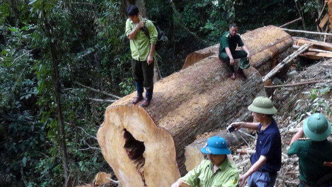 Hiện trường một vụ lâm tặc chặt cây sa mu dầu ở Khu bảo tồn thiên nhiên Pù Hoạt, huyện Quế Phong (Nghệ An) vào tháng 6/2015. (Ảnh: báo Tuổi trẻ)