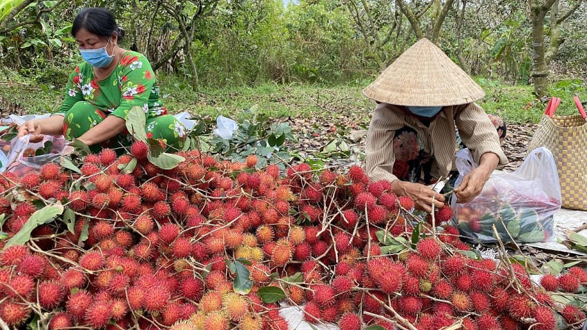 Nhà vườn bán trái chôm chôm giống Thái tại chỗ có giá từ 70.000 – 80.000 đồng/kg.