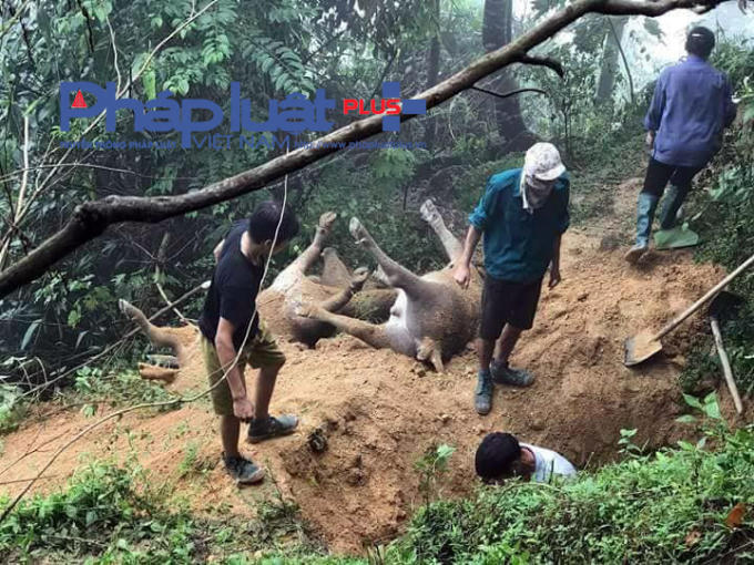 H&agrave; Giang: X&oacute;t xa 8 con tr&acirc;u bị s&eacute;t đ&aacute;nh chết