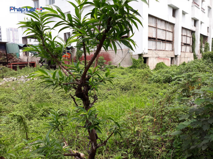Bên trong dự án cỏ mọc um tùm, cây leo tại tầng 1.