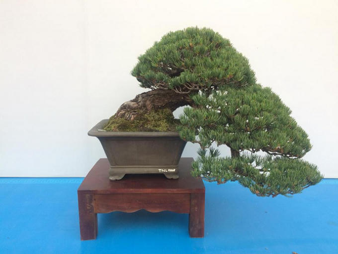 Quảng Ninh: Những t&aacute;c phẩm nghệ thuật Bonsai độc đ&aacute;o tại triển l&atilde;m c&acirc;y cảnh nghệ thuật Y&ecirc;n Tử 2018