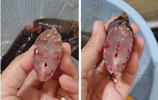 Cận cảnh hình ảnh được cho là sán bò lúc nhúc ở cá. Ảnh: Internet