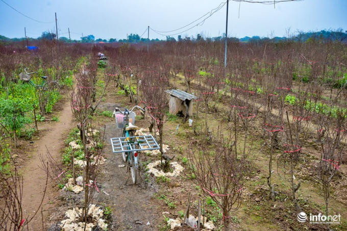 Nhiều người trồng đào cho biết, thời gian cách Tết gần một tháng như bây giờ, những cành đào nào có kích thước nhỏ sẽ được mang xuống phố bán trước vì những cành nhỏ bán chạy hơn so với những gốc đào lớn, phù hợp cho nhu cầu chơi đào sớm của người dân.