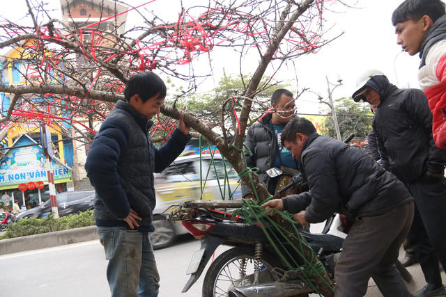 Một gốc đào rừng có giá vào khoảng 6 triệu, nổi bật bởi thân rêu mốc và tán xòe rộng, nhiều lộc, nụ.