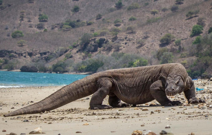komodo