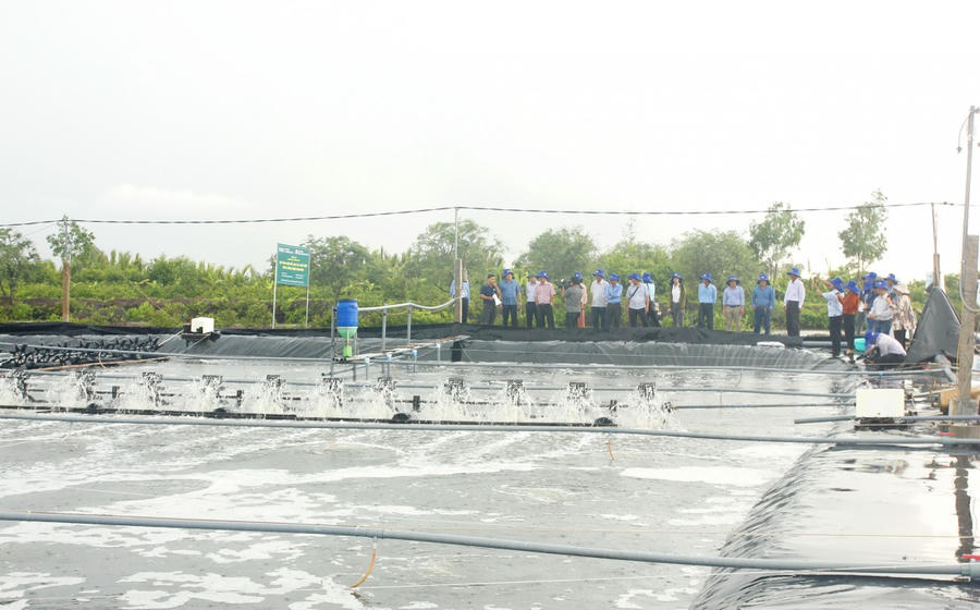 Cà Mau có tổng diện tích nuôi trồng thủy sản hơn 454.391 ha, trong đó diện tích nuôi tôm chiếm 415.151 ha, khẳng định vai trò là trung tâm sản xuất thủy sản trọng điểm của cả nước.
