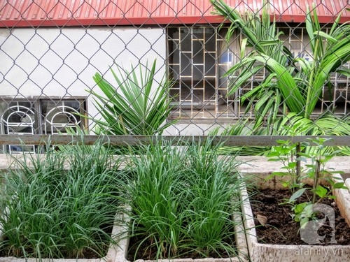 Vườn rau xanh rộng 25m&sup2; m&ugrave;a n&agrave;o thứ ấy của &ldquo;L&atilde;o N&ocirc;ng Phố&rdquo; ở H&agrave; Nội