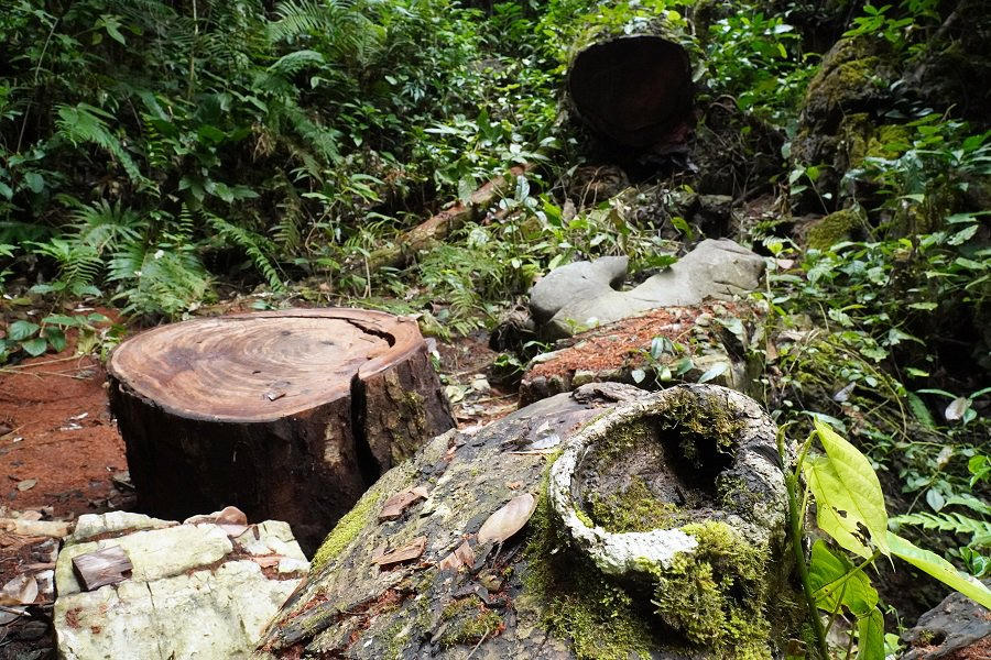 Hiện trường một cây nghiến cổ thụ bị chặt hạ, cắt thành khúc ngổn ngang tại thôn Lùng Mười, xã Quyết Tiến, huyện Quản Bạ.