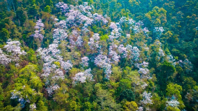 Mùa hoa ban trên Điện Biên nở rộ khiến lượng du khách đổ về đây không ngừng.