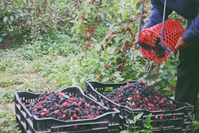 Sau khi thu hái, dâu sẽ được lần lượt thu vào các thùng.