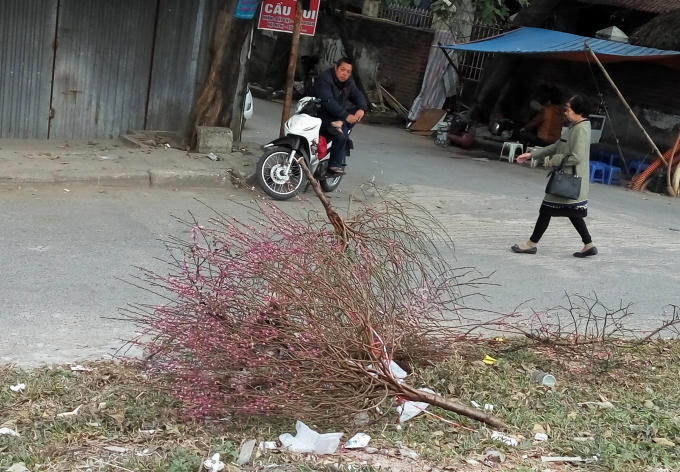 Hết Tết đ&agrave;o c&agrave;nh vẫn h&uacute;t kh&aacute;ch