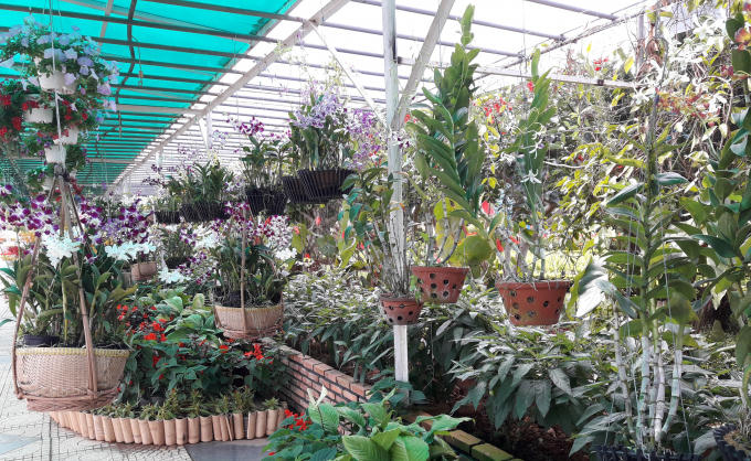 đủ các loài hoa cùng nhau đua nở