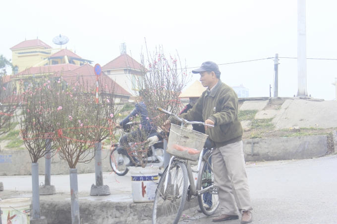 Mỗi cành đào sớm này có giá dao động từ 100 - 200.000 đồng.