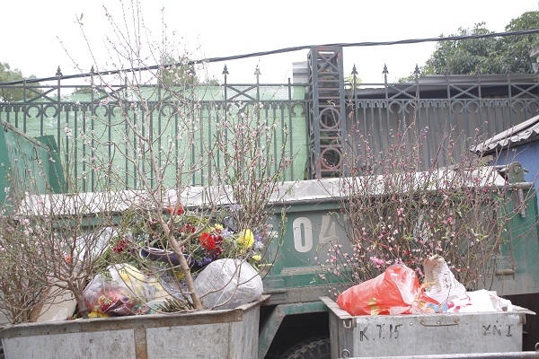 Tại những bãi tập kết rác ở Hà Nội, dễ dàng bắt gặp các cành đào, cây đào tàn bị vứt lên xe rác.