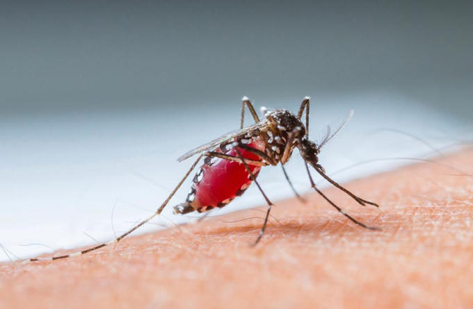 Muỗi vằn Aedes là trung gian truyền bệnh sốt xuất huyết thường đốt người vào ban ngày, nhất là vào buổi sáng từ 8- 10 giờ. Ảnh: minh họa