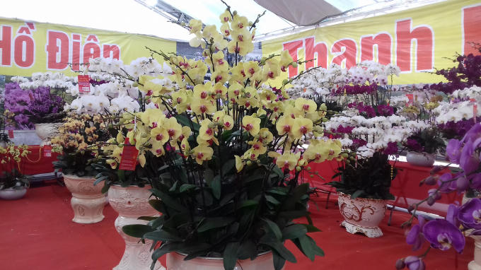 Những chậu hoa được chủ nhân bài trí rất tỉ mỉ, công phu.
