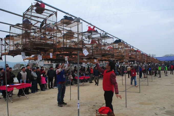 Hội thi tiếng hót chim chào mào quy tụ nhiều câu lạc bộ chim cảnh trong và ngoài tỉnh tham dự. Năm nay, có tất cả 270 lồng chim góp mặt. Ảnh Duy Ngợi.