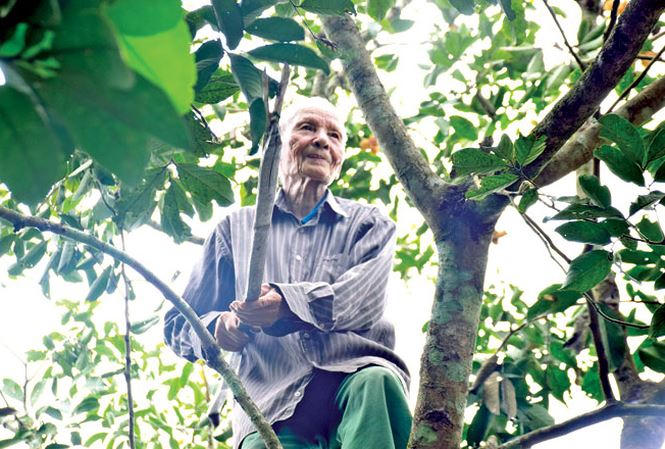 Ðã 90 tuổi, cụ Nguyễn Ngoạn vẫn hàng ngày trèo cây hái trái. Ảnh: Hoài Văn.