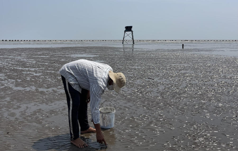 Huyện Gò Công Đông là địa phương có diện tích vùng nuôi nghêu hàng ngàn hecta, sản lượng khai thác nghêu mỗi năm đạt hàng chục ngàn tấn. Các bãi nuôi tập trung nhiều ở xã Tân Thành, nghề này không những giải quyết việc làm, tăng thu nhập cho người dân mà còn góp phần tạo ra hàng hóa phục vụ trong nước cũng như xuất khẩu.