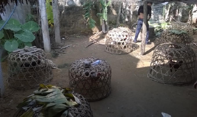 Muc so thi soi ga ca do o Hoang Mai