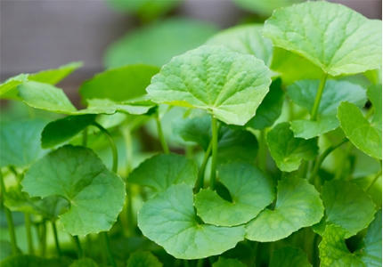 Rau má thường dùng để làm thuốc bổ dưỡng, sát trùng, chữa thổ huyết, tả lỵ, khí hư, bạch đới, mụn nhọt, rôm sảy.