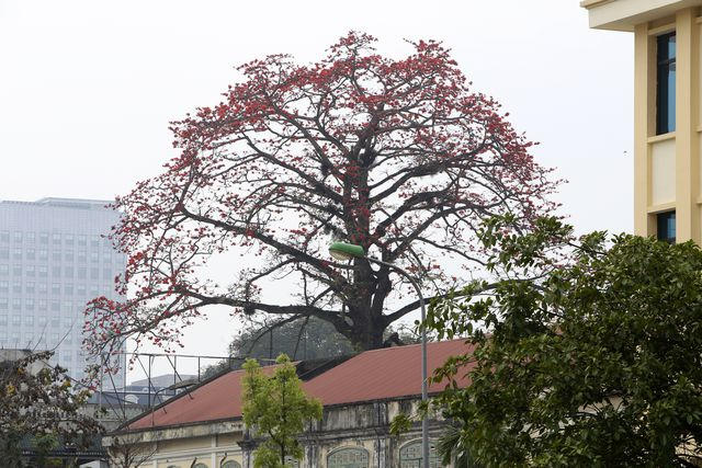 Thân cây thẳng, lá rụng vào mùa đông, hoa có 5 cánh nở vào mùa xuân trước khi cây ra lá non. Trên đường phố, từ xa cũng rất dễ quan sát thấy cây gạo.