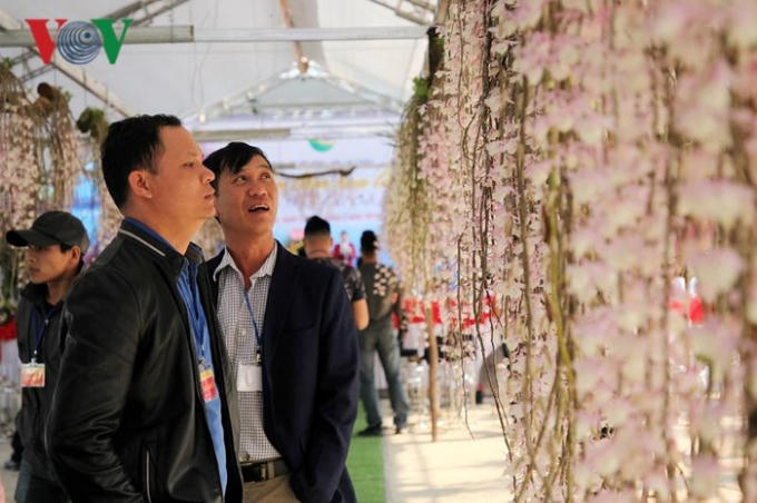 Mùa hoa lan rừng ở Lai Châu nở rộ từ tháng 2 đến tháng 4 hàng năm, với hàng trăm loài lan quý hiếm