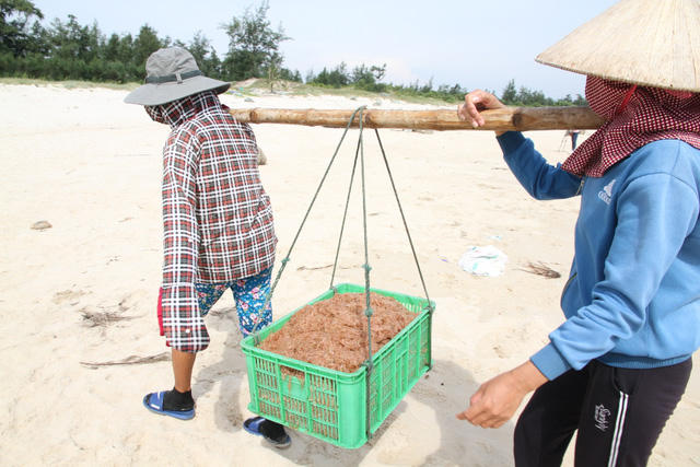 Từng g&aacute;nh ruốc ngư d&acirc;n đ&aacute;nh bắt được vận chuyển l&ecirc;n bờ.