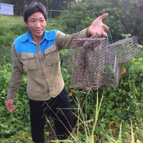 Chỉ vài tiếng đồng hồ, "thợ săn" có thêm nguồn thu nhập từ việc bán chuột.