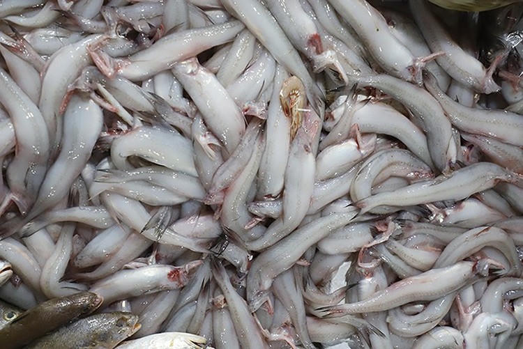 5 mẫu cá cháo "dính" formol tại các chợ Hà Tĩnh.