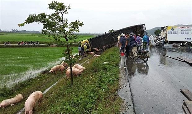 Hàng chục con lợn văng ra đường sau vụ tai nạn. Ảnh CTV.