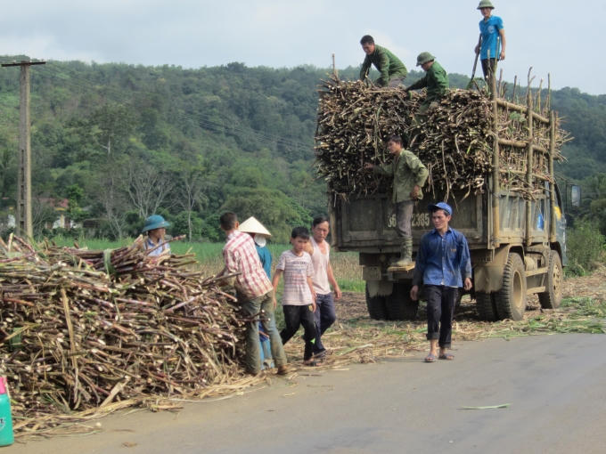 Khi gió heo may về, công việc thu hoạch mía bắt đầu (khoảng từ tháng 9 âm lịch hàng năm).