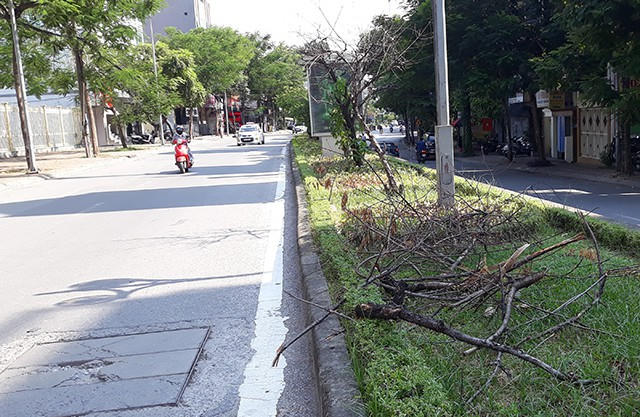 Hà Nội: Hàng loạt gốc đào cổ chết khô trên đường Lạc Long Quân