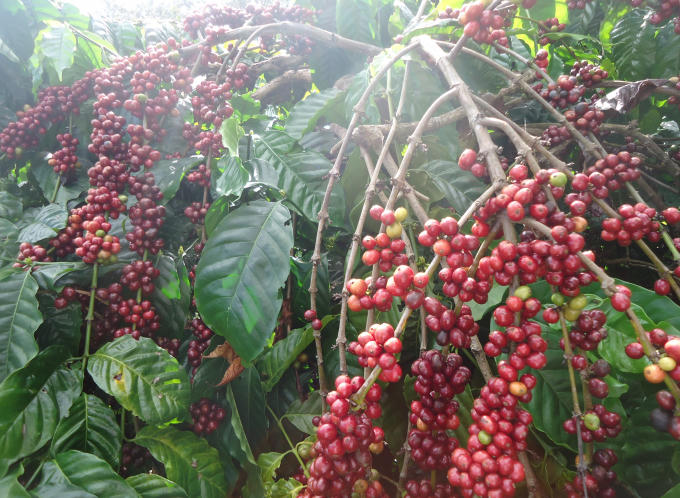 Thương hiệu cà phê Buôn Ma Thuột đã vươn tầm thế giới
