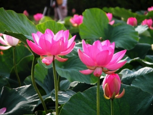 Hoa sen được chọn là Quốc hoa của nước ta.