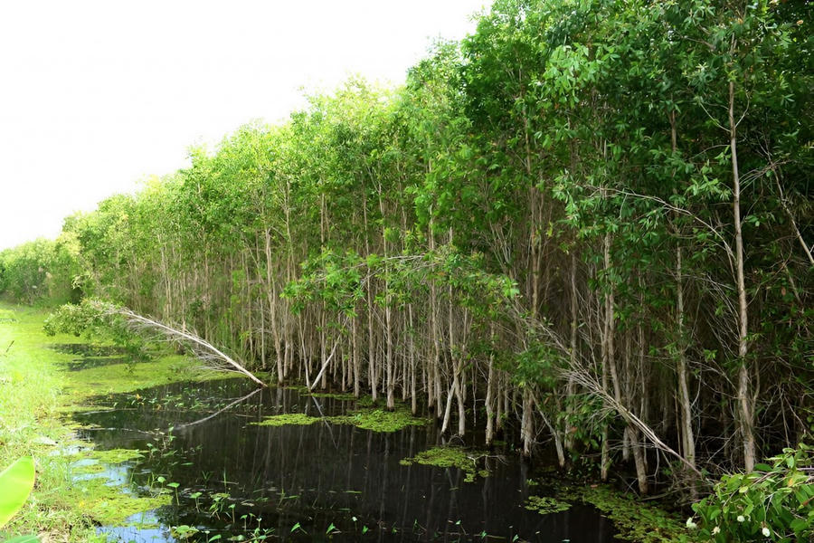 Nâng cao thu nhập, phát triển kinh tế rừng bền vững.
