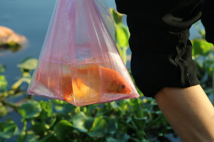 Những con cá chép đỏ