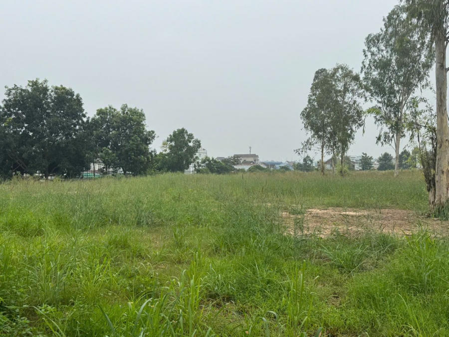 Phần lớn diện tích của dự án vẫn để hoang, cỏ dại mọc.
