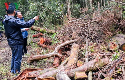 Những khúc gỗ nằm ngổn ngang trên con đường tuần tra bảo vệ rừng, lâm phần Công ty TNHH MTV Lâm nghiệp Đăk Roong.