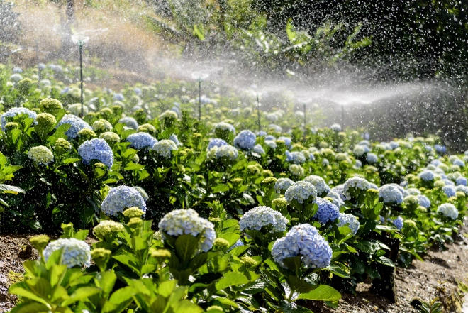 Hoa cẩm tú cầu bung nở tạo nên khung cảnh đẹp như tranh, được nhiều du khách đến tham quan, chụp ảnh và đặc biệt là chụp những bộ ảnh cưới. Ảnh: Hachi8.