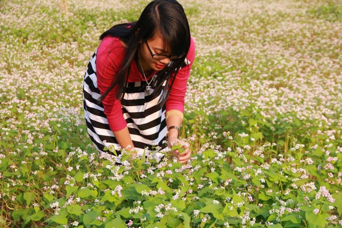Nhiều du khách tỏ ra ngạc nhiên khi tận mắt chứng kiến ở Ninh Bình cũng có hoa tam giác mạch và được trồng với quy mô lớn, khoảng 1000 m2.
