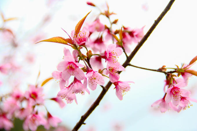 Những cánh hoa Mai Anh Đào mỏng manh nhưng đang tỏa hết cánh với mùa xuân.