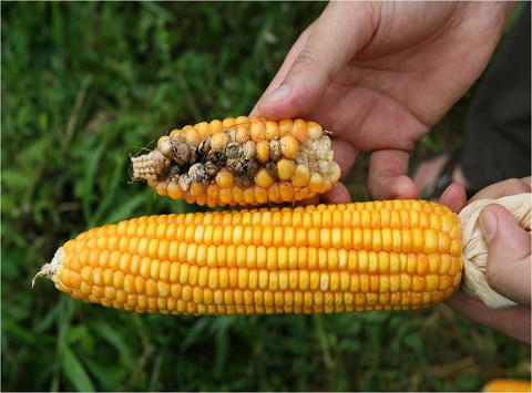 Ngô biến đổi gen (bắp to), ngô thường (bắp nhỏ)