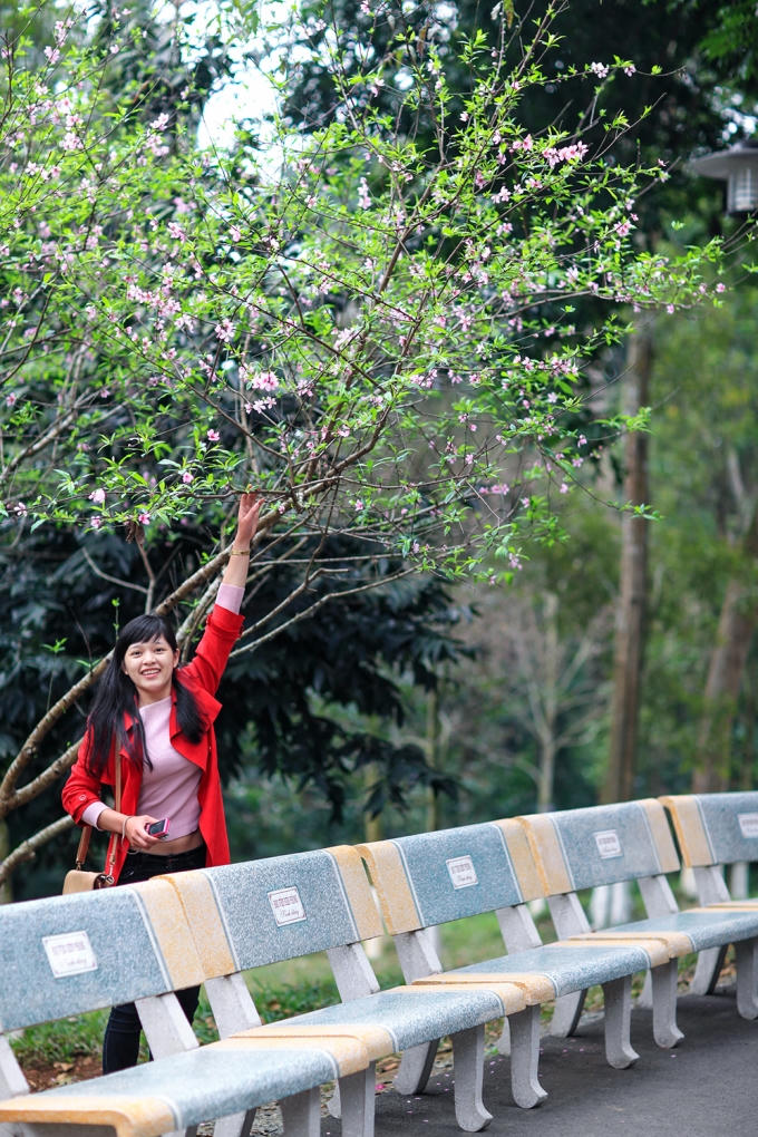 Cô gái trẻ bên cây đào xuân khoe sắc.